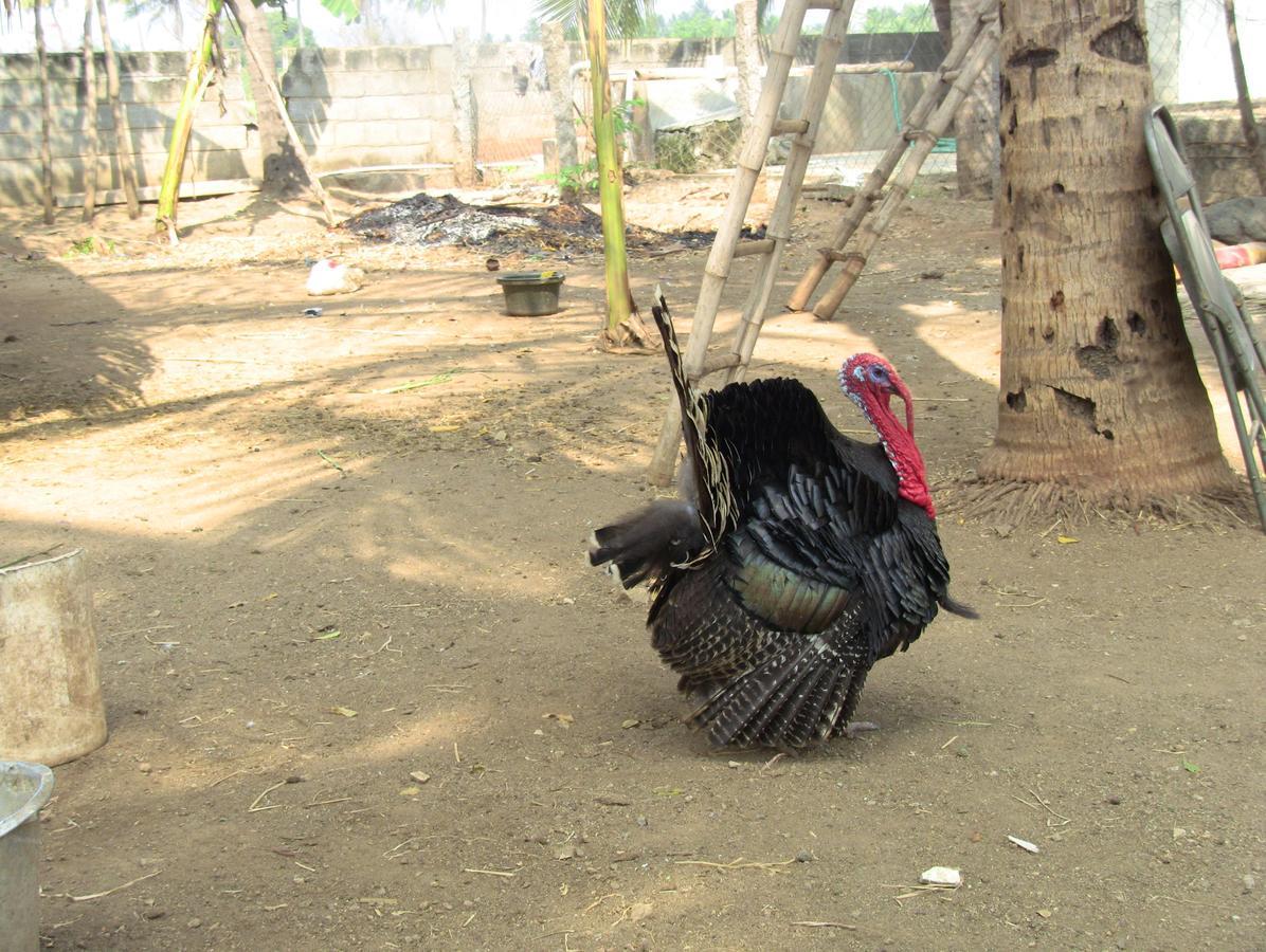 Holiyday In Vgf Farm House Dānishpet Εξωτερικό φωτογραφία