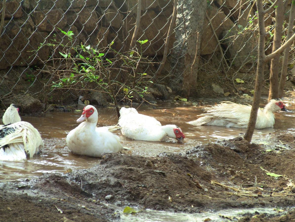Holiyday In Vgf Farm House Dānishpet Εξωτερικό φωτογραφία